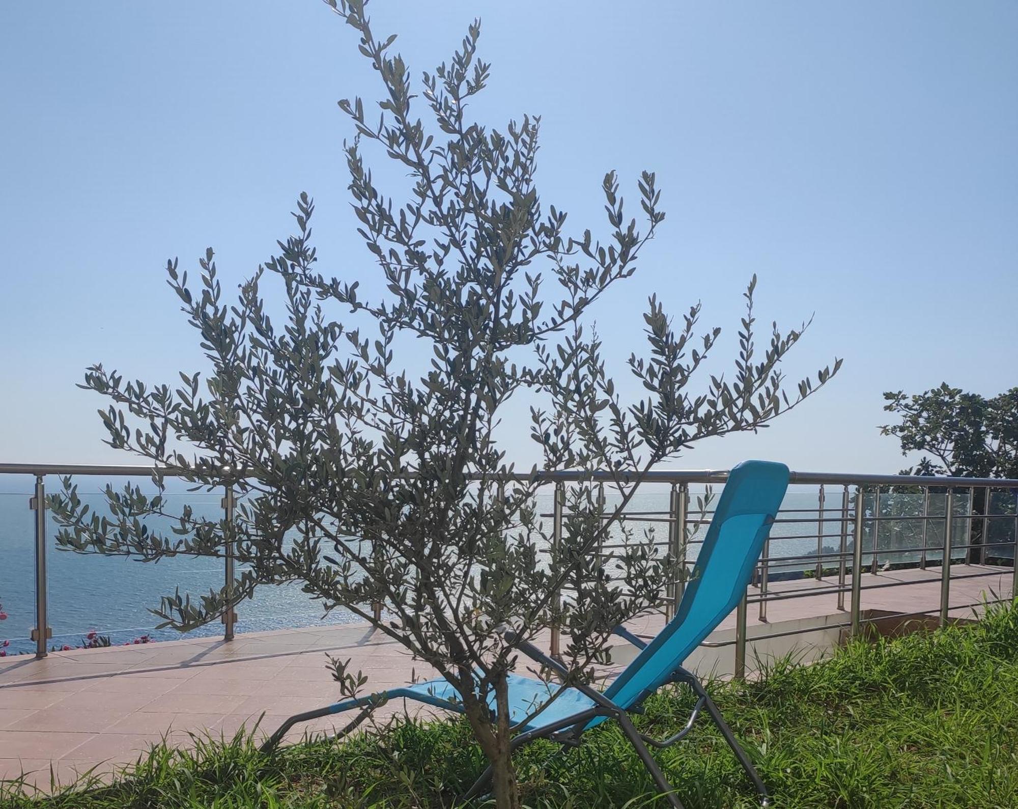 Apartment Oliva Ulcinj Esterno foto